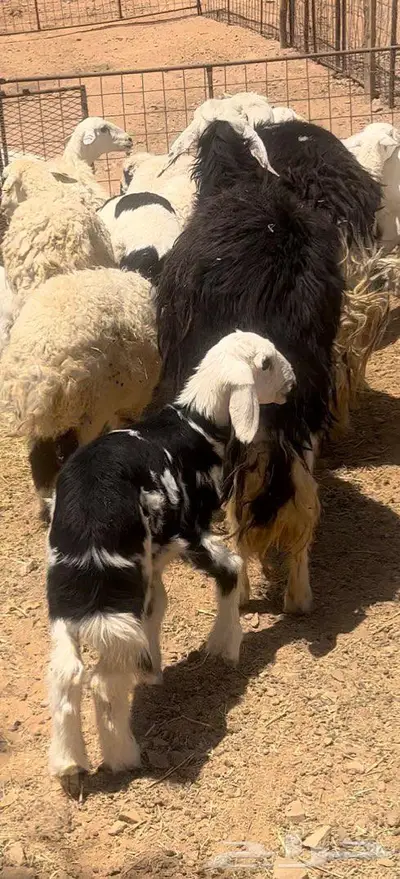 مواليد العدد 3 2