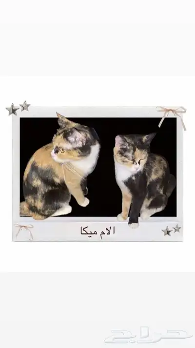 قطط للتبني   خميش مشيط 2