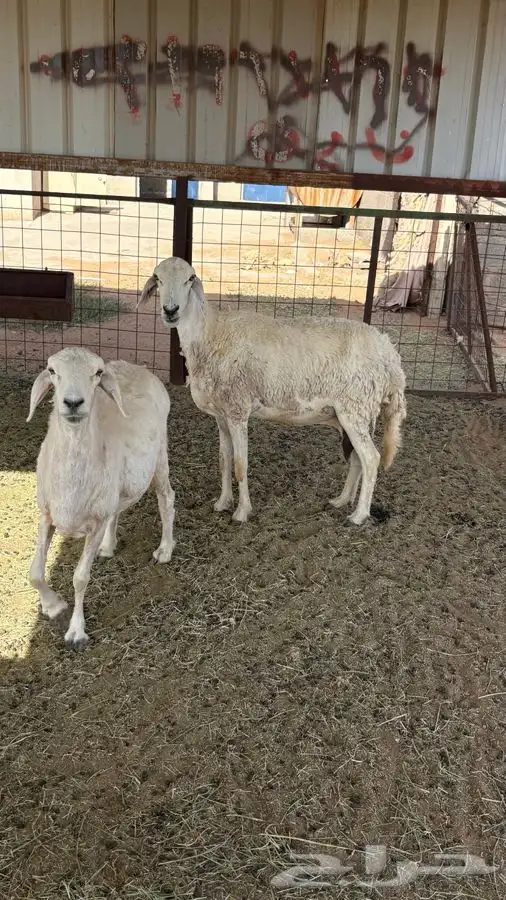 شاتين حريات وعنز للبيع 0