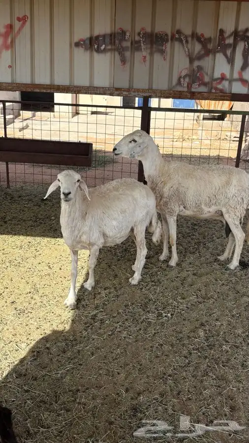 شاتين حريات وعنز للبيع 3