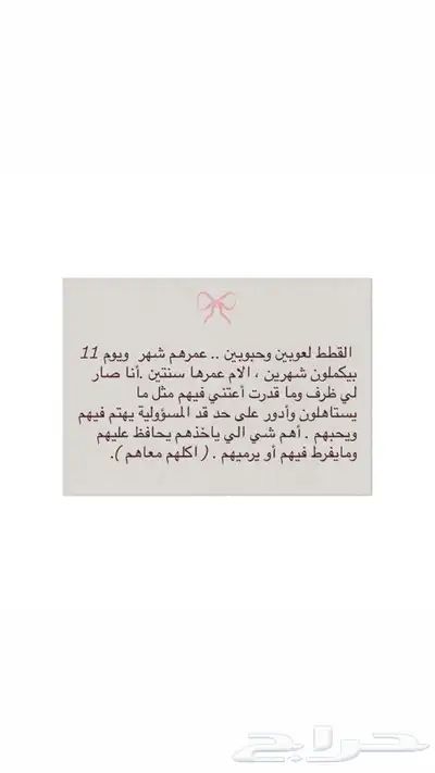 قطط للتبني   خميش مشيط 0