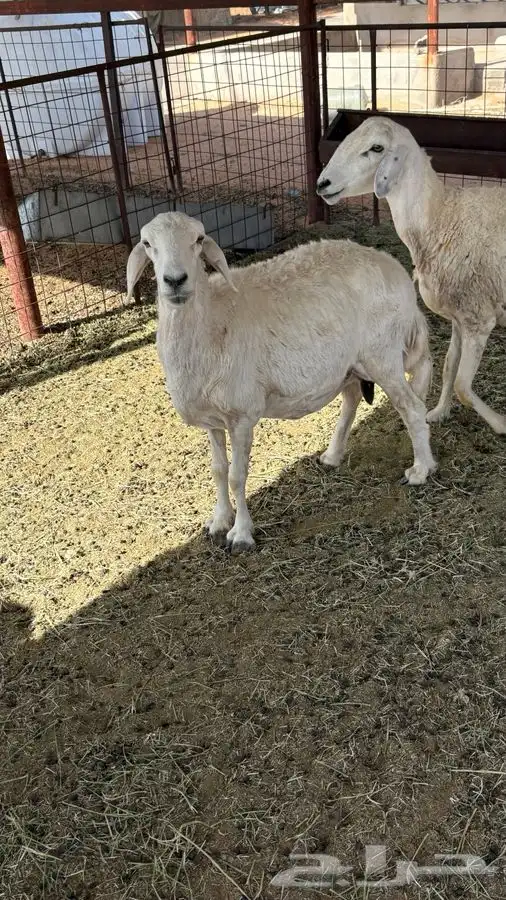 شاتين حريات وعنز للبيع 1