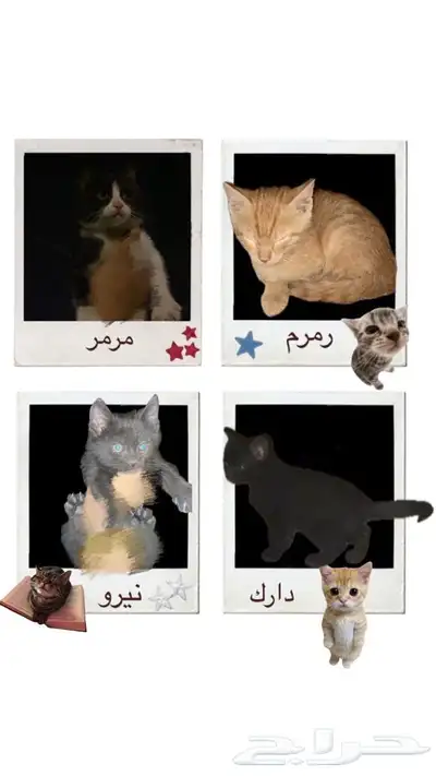 قطط للتبني   خميش مشيط 1