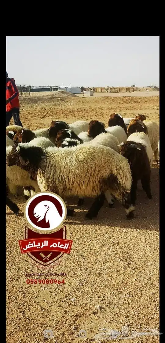 ذبايح بلدي ع الشرط (ذبح تغليف توصيل مجانا ) يتوفر تابي وتمار 7