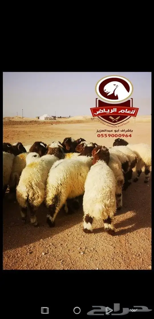 ذبايح بلدي ع الشرط (ذبح تغليف توصيل مجانا ) يتوفر تابي وتمار 3
