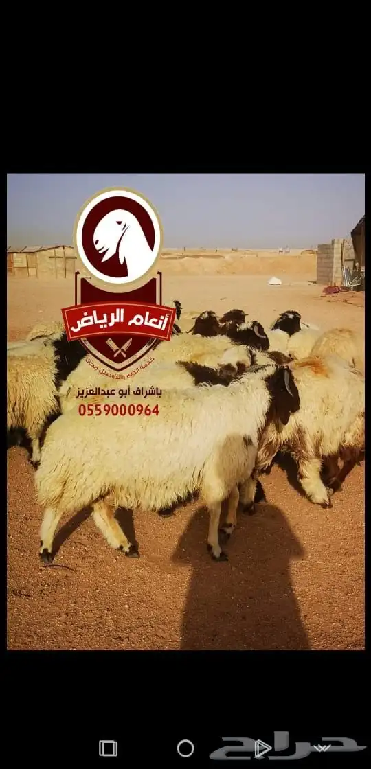 ذبايح بلدي ع الشرط (ذبح تغليف توصيل مجانا ) يتوفر تابي وتمار 5