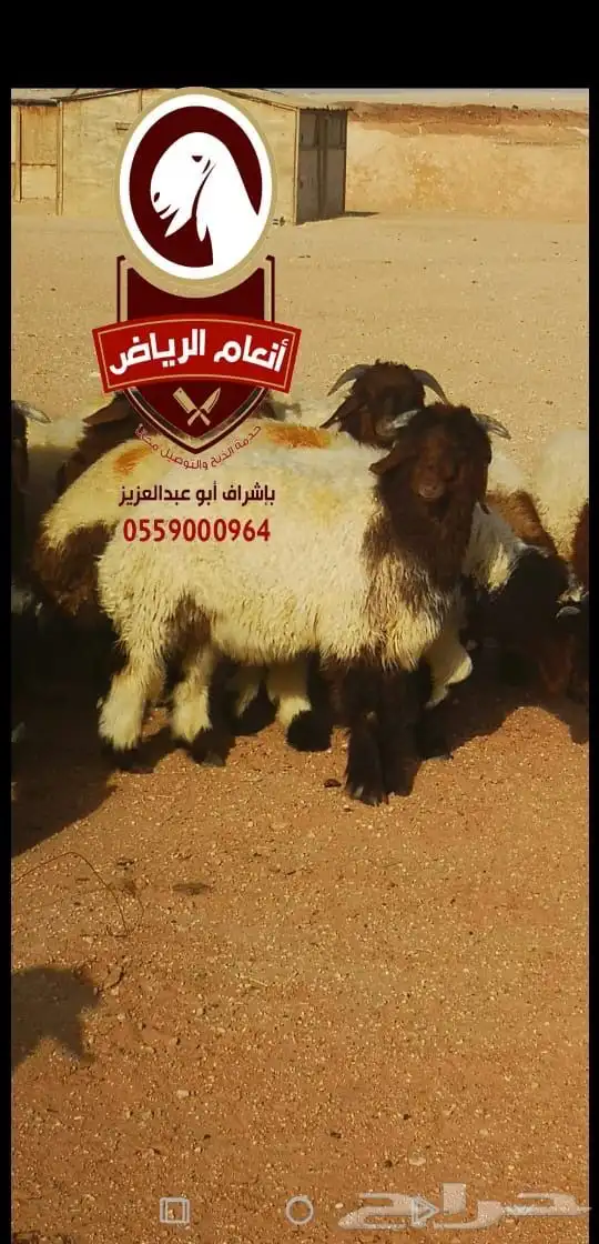 ذبايح بلدي ع الشرط (ذبح تغليف توصيل مجانا ) يتوفر تابي وتمار 6