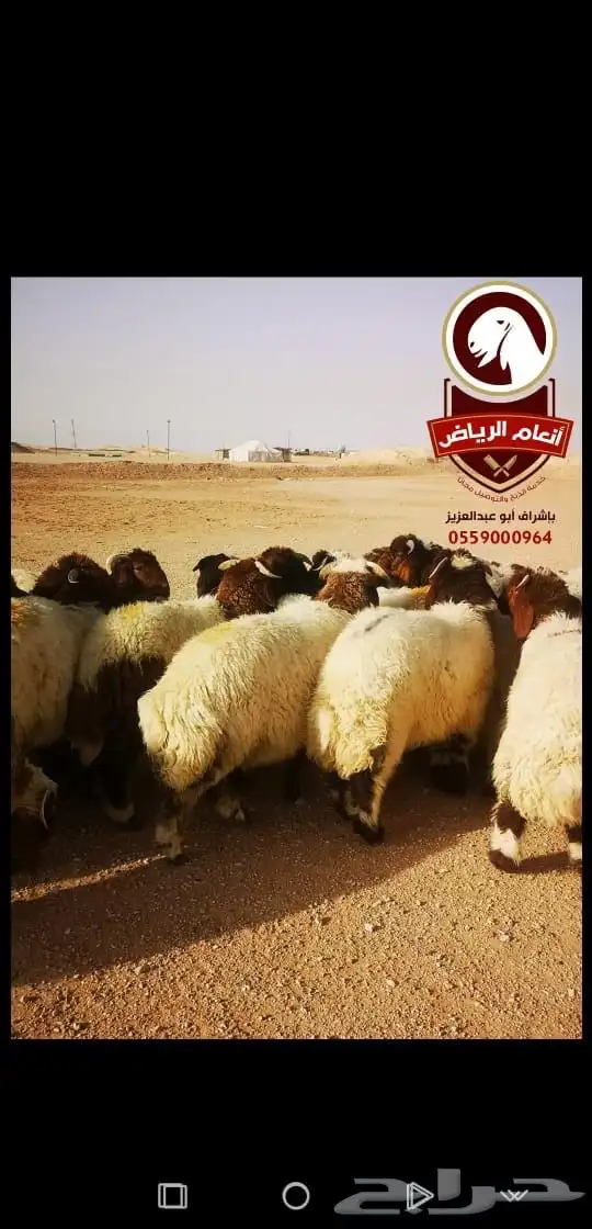 ذبايح بلدي ع الشرط (ذبح تغليف توصيل مجانا ) يتوفر تابي وتمار 4