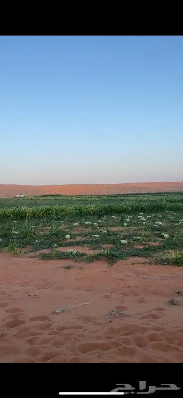 انا مسوق فقط جح حبحب حايل سكري 2