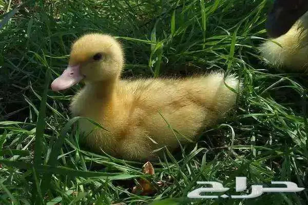 تعلن مزارع ارنوبي بفضل الله وتوفيقه عن توفر صوص بط بكيني 1