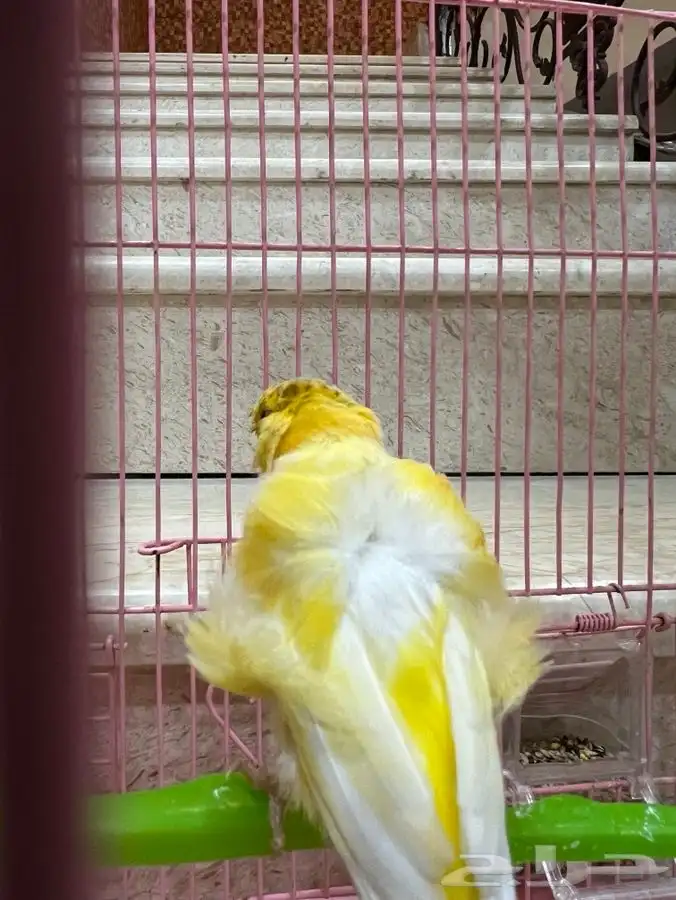 كناري ملفوف جميل لايعاني من اي امراض صحة جيدة محجل ذكر 2