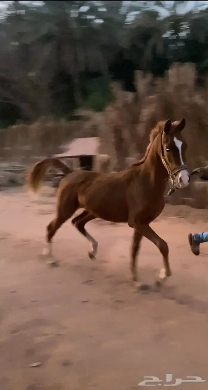 مهر شعبي 1
