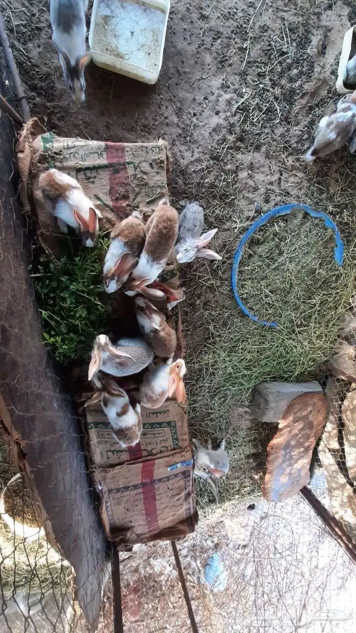 ارنب بلدي أنثى و ذكور 9
