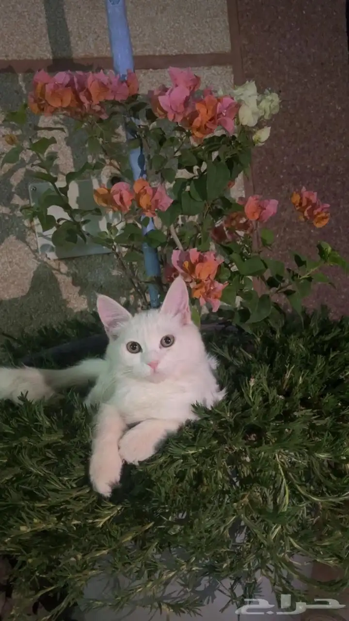 قطط أليفه كبيرة وصغيرة 0