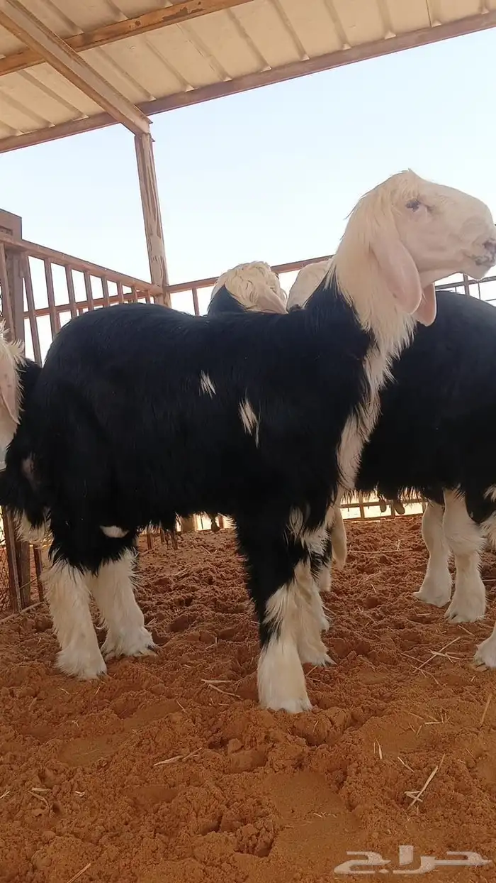 نجد جزل ونظاف ذبايح تم البيع 1