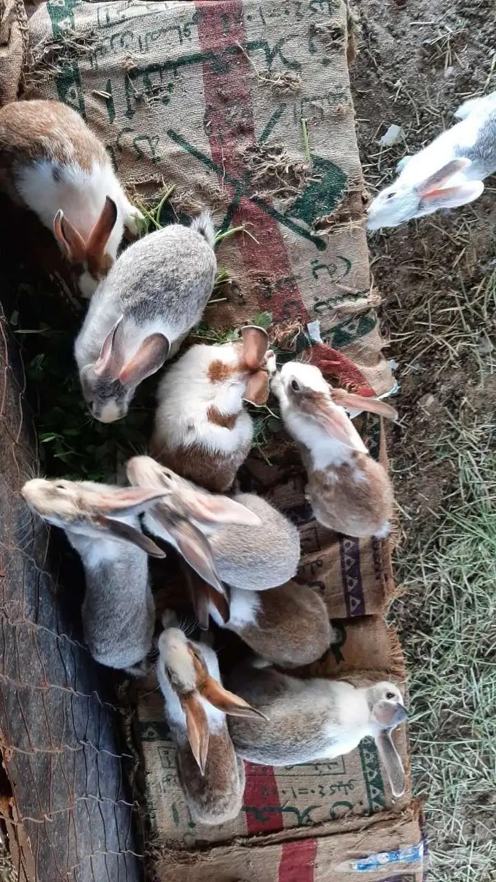 ارنب بلدي أنثى و ذكور 1
