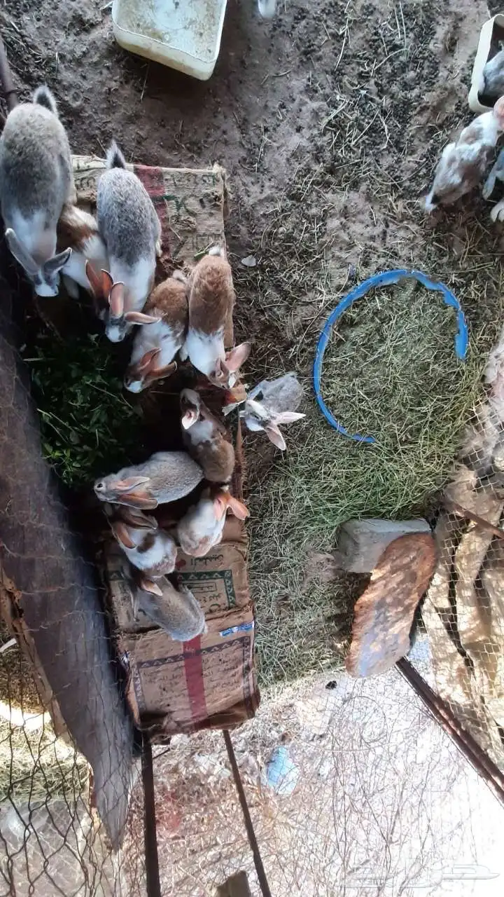 ارنب بلدي أنثى و ذكور 8