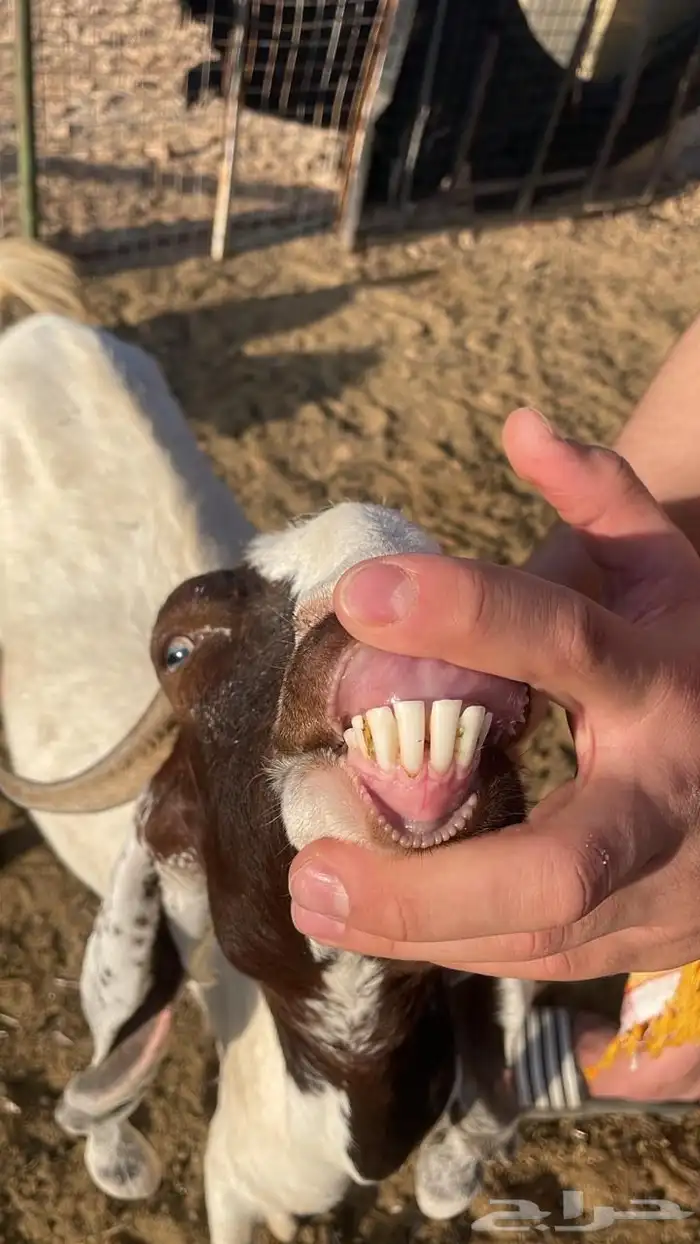 البيع عنز هولندي 2