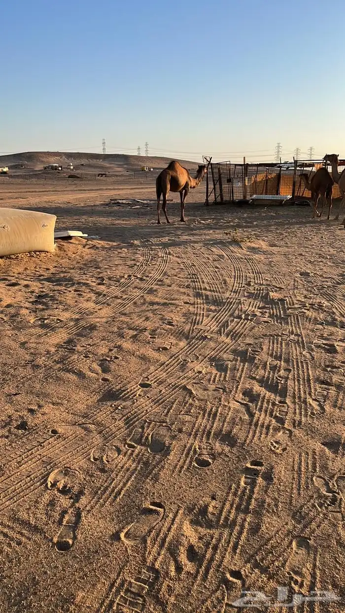 بكره 0