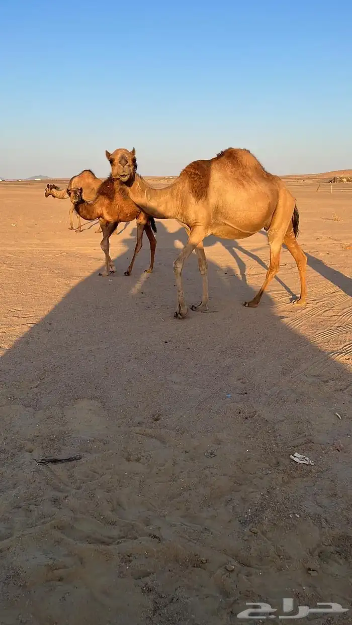 بكره 2