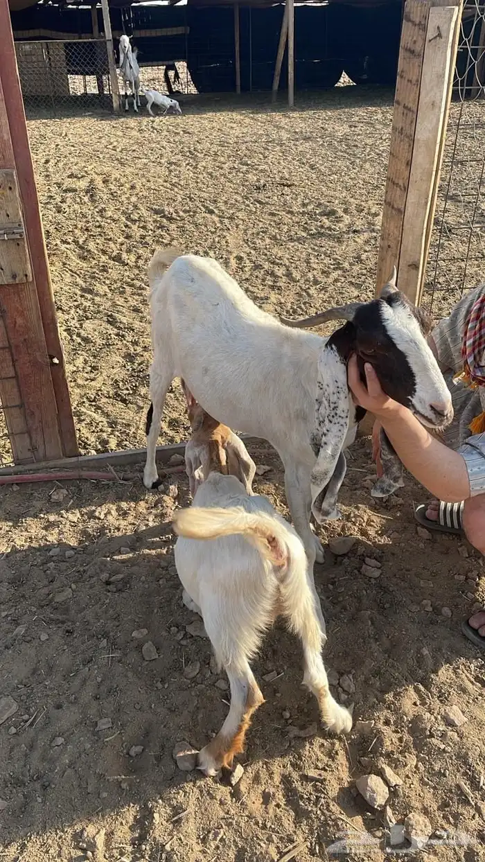 البيع عنز هولندي 3