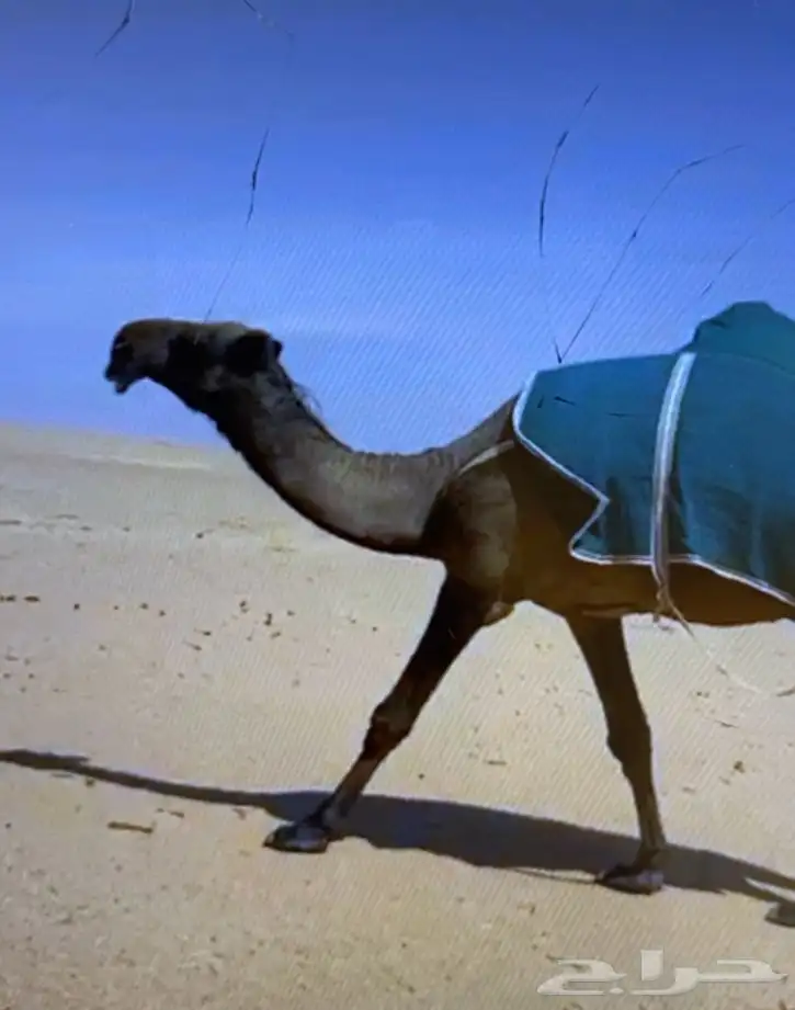 للبيع البعير ادلم على الضبعه 0