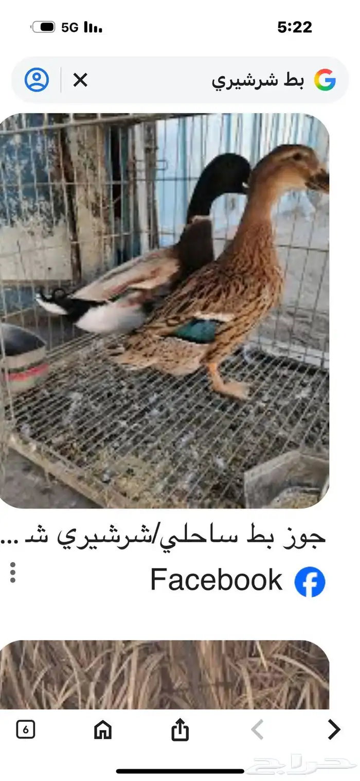 بط شرشيري 0