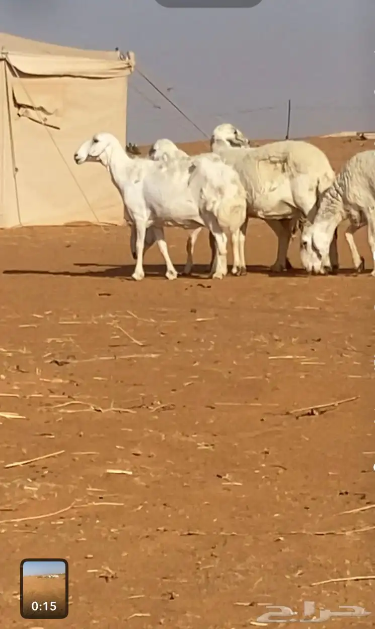 غنم حريات للبيع عددها 5 اسننها سديس وتامه شبب غنم طيبه 0