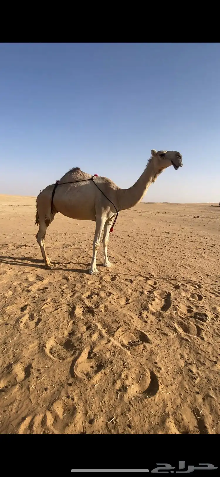 عشرا 0