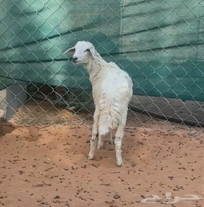 رخل حريه ب 699 فقط 1