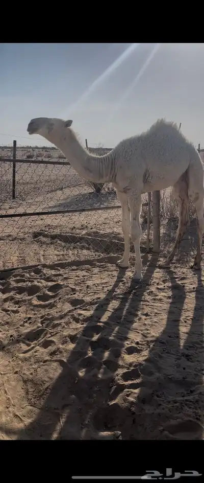 عشرا وضحا 1