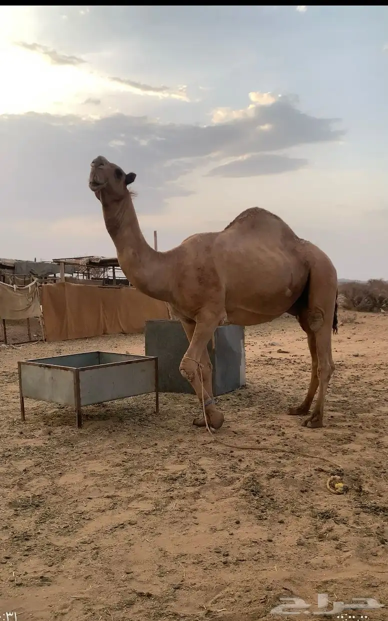 عندي بعير كفو عل الراهي بعير السلات العتيبي سنه رباع ومشروط 0