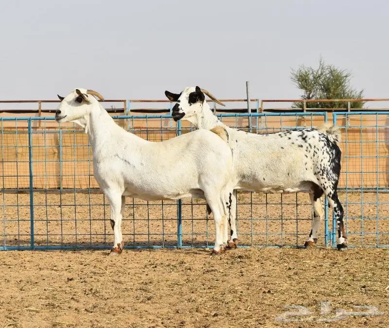 مشاريع فحول بيشية صنف الصنف 2