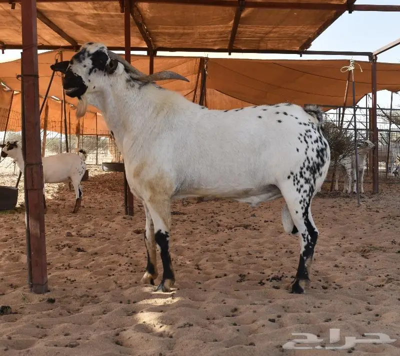 مشاريع فحول بيشية صنف الصنف 1