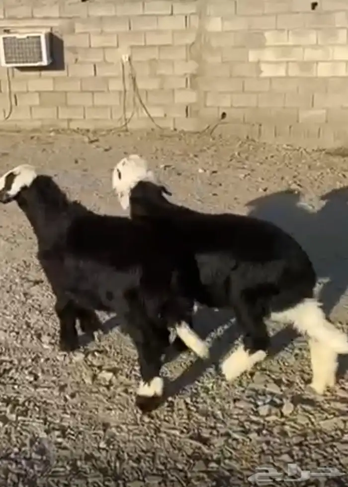 طليان نجد فاخره تم البيع 1