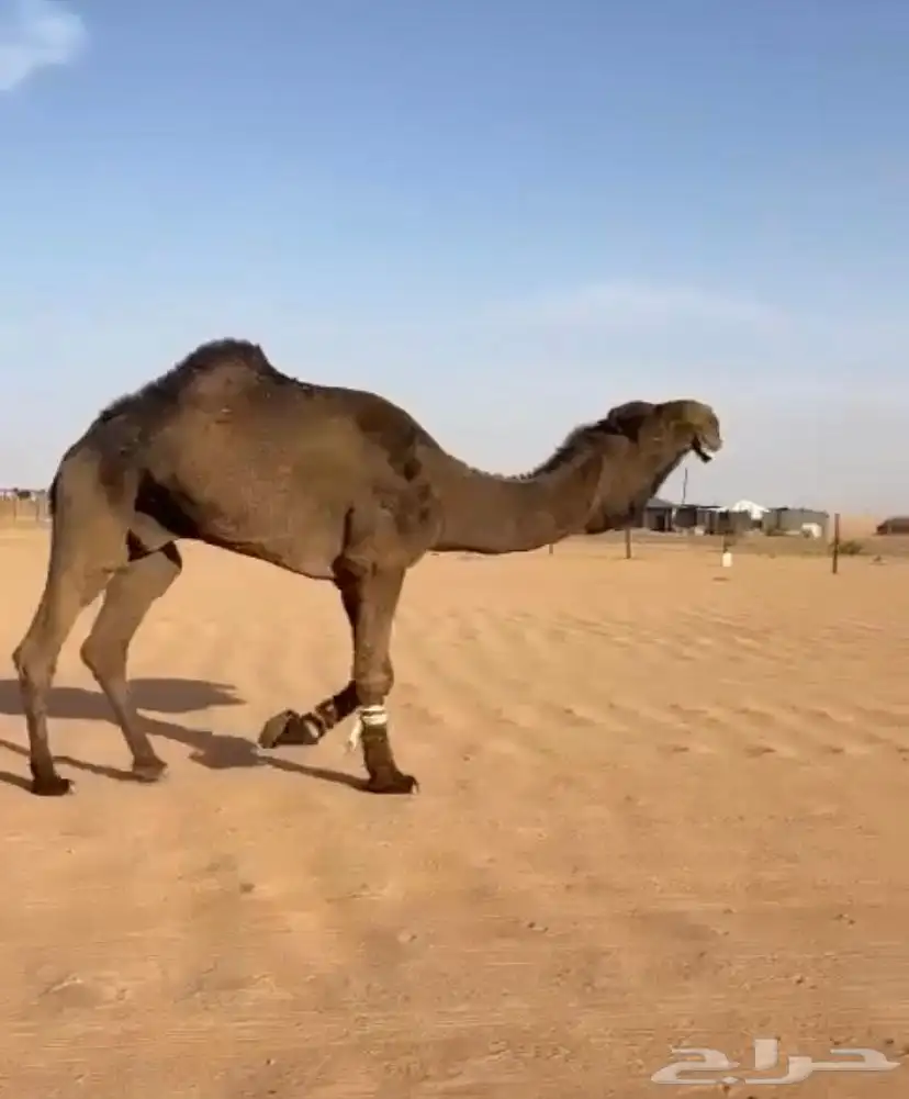 للبيع البعير ادلم على الضبعه 3