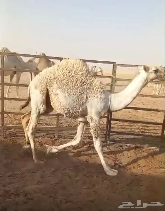 قعدان للبيع 2 ب 9900 1