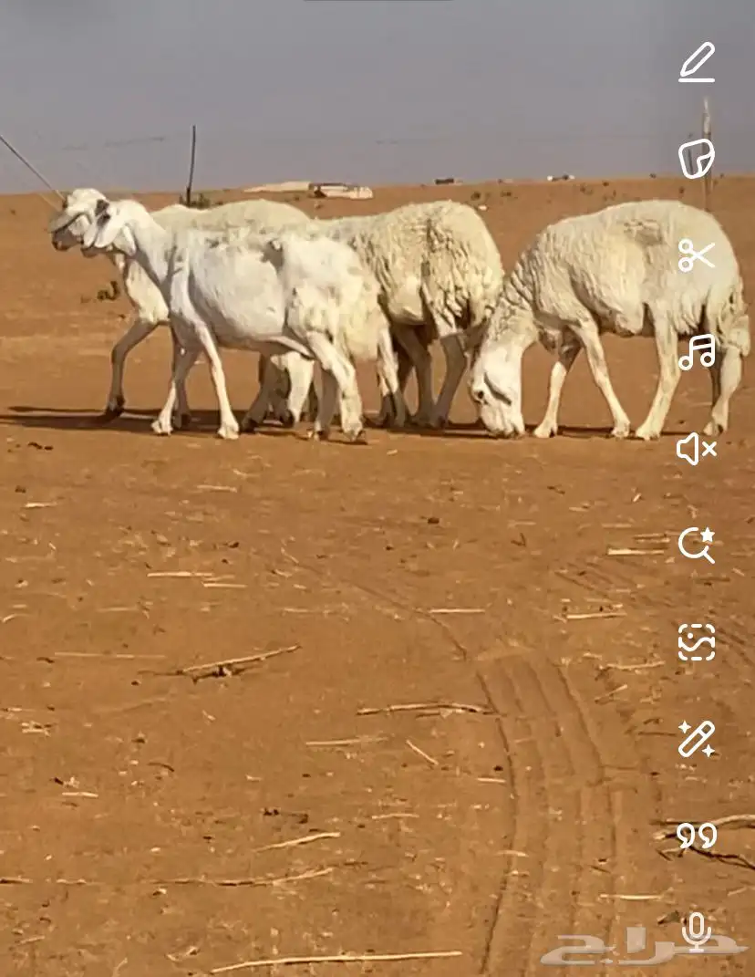غنم حريات للبيع عددها 5 اسننها سديس وتامه شبب غنم طيبه 1