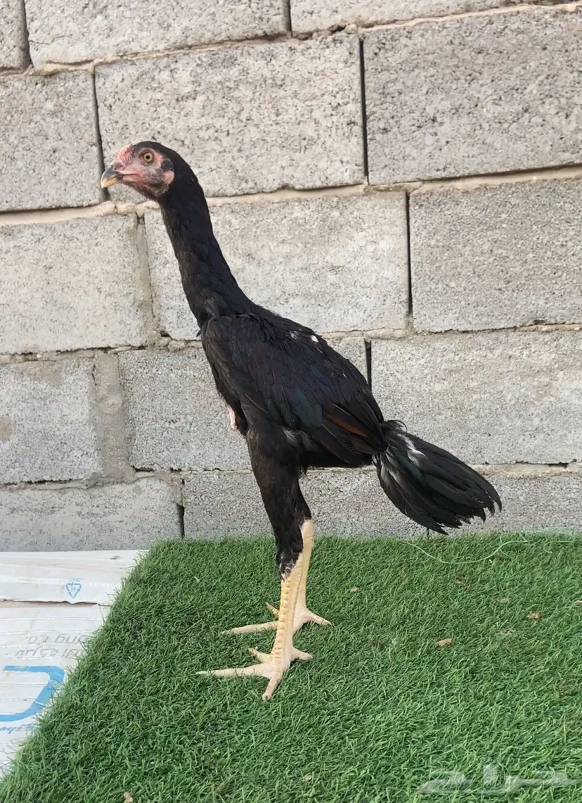 زوج سندي نسل عم غبشان 3