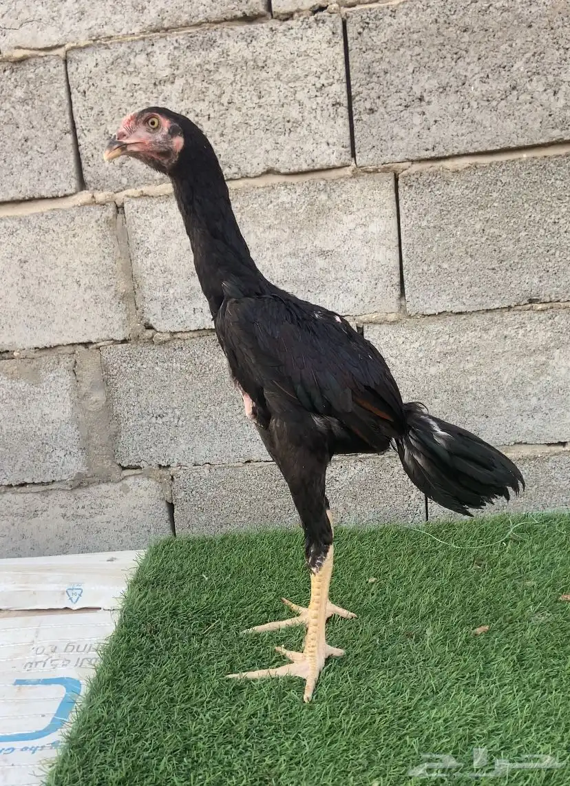 زوج سندي نسل عم غبشان 2