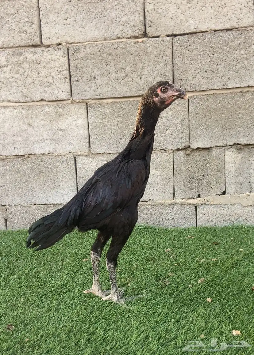 زوج سندي نسل عم غبشان 5
