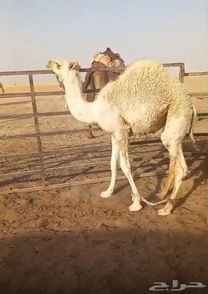 قعدان للبيع 2 ب 9900 0