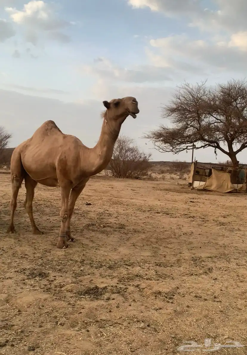 عندي بعير كفو عل الراهي بعير السلات العتيبي سنه رباع ومشروط 4
