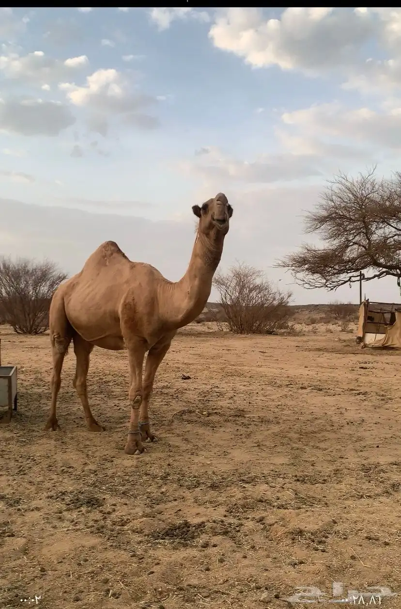عندي بعير كفو عل الراهي بعير السلات العتيبي سنه رباع ومشروط 3