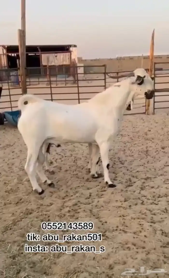 تيس بيشي أكحل 0