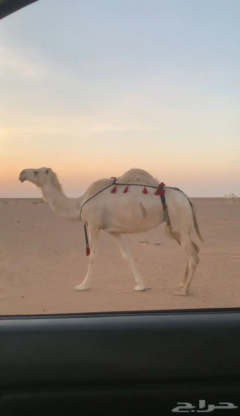 لقحه وضحا طيبه منوة القناي 0