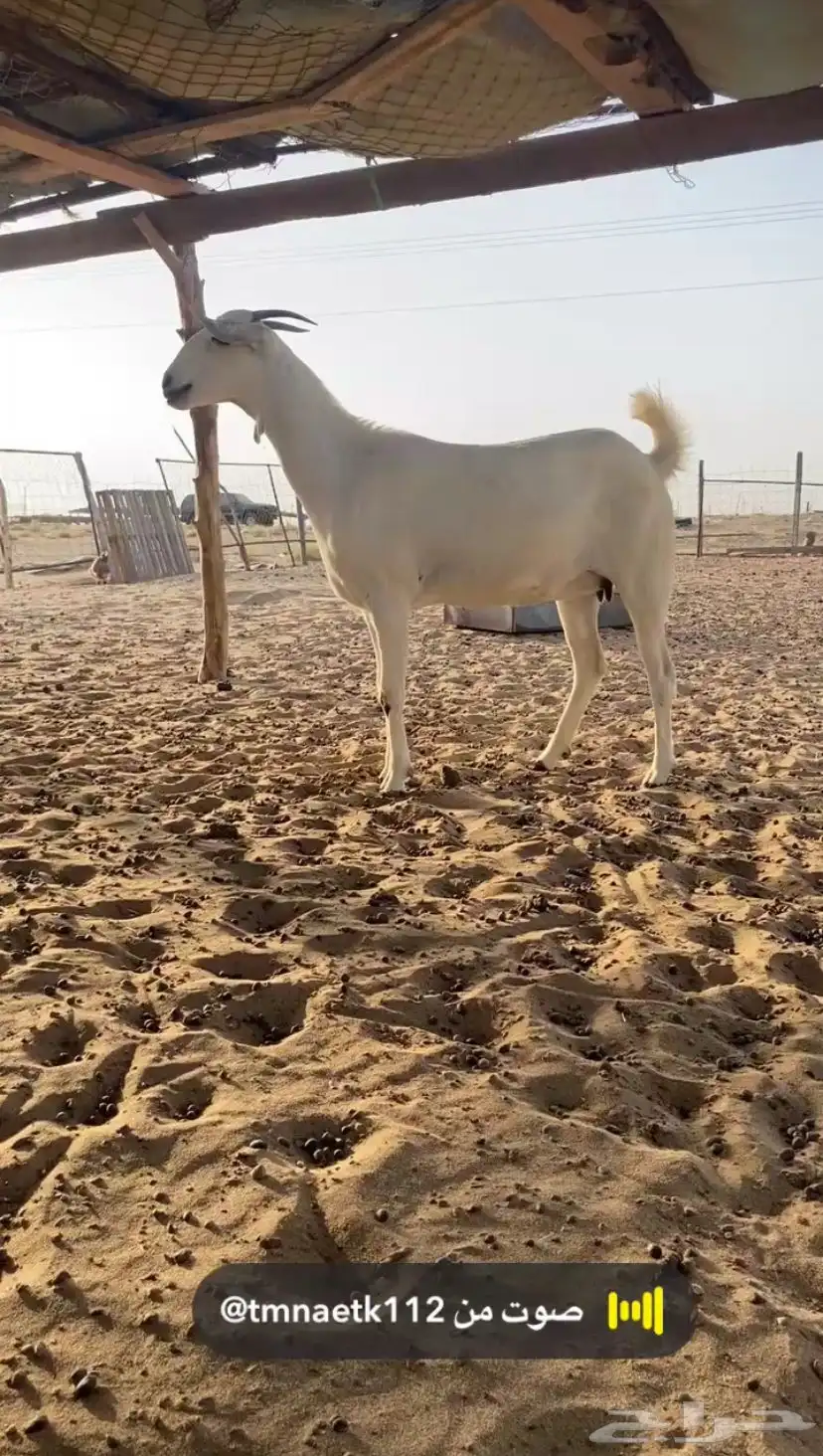 جفره بيشيه صنف تو اثنت دفاع تدر 3