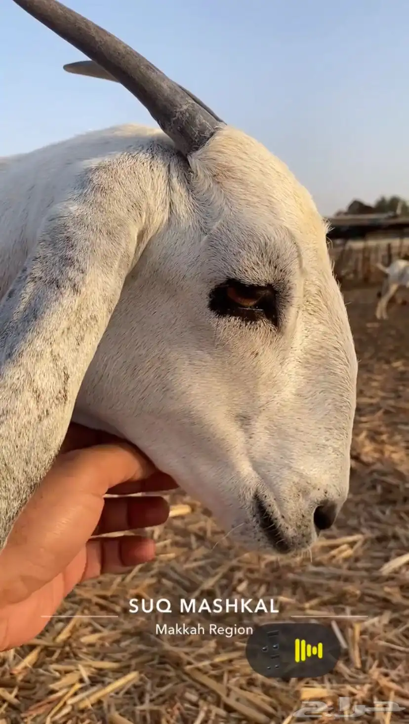 جفره بيشيه صنف تو اثنت دفاع تدر 1