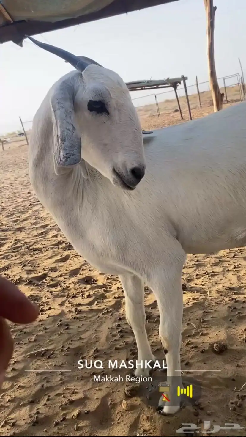 جفره بيشيه صنف تو اثنت دفاع تدر 2