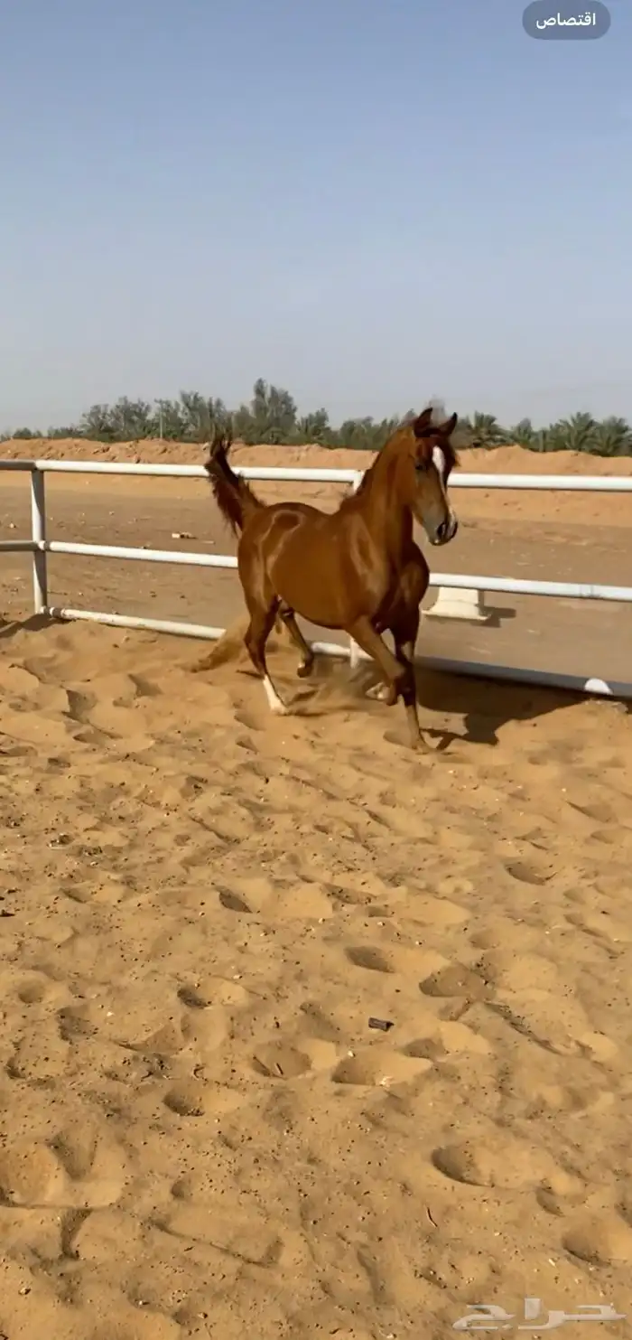 سلام عليكم مهره شعبيه للبيع 3